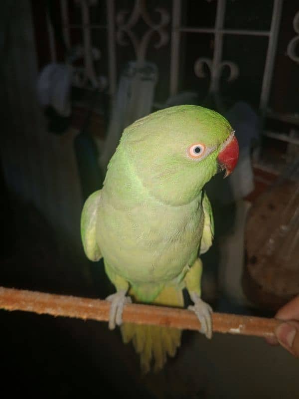 green female  parrot 0