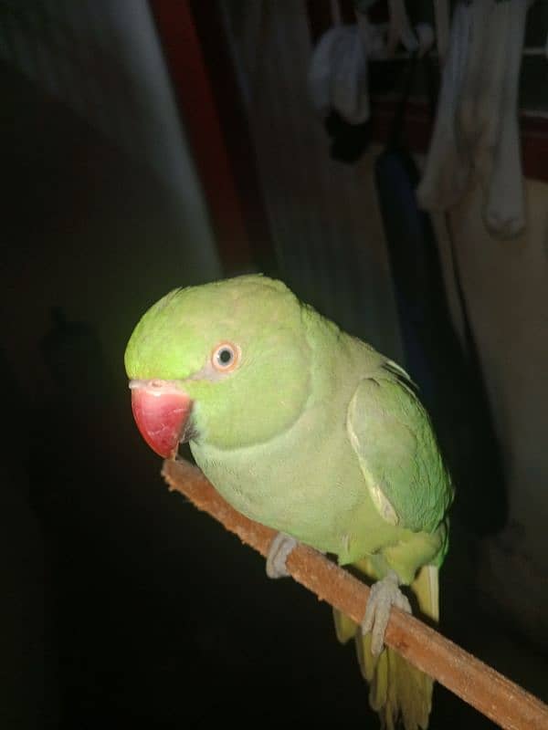 green female  parrot 1