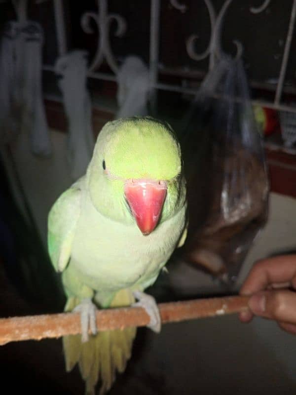 green female  parrot 2