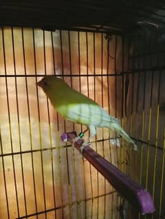 Yellow Canary Female