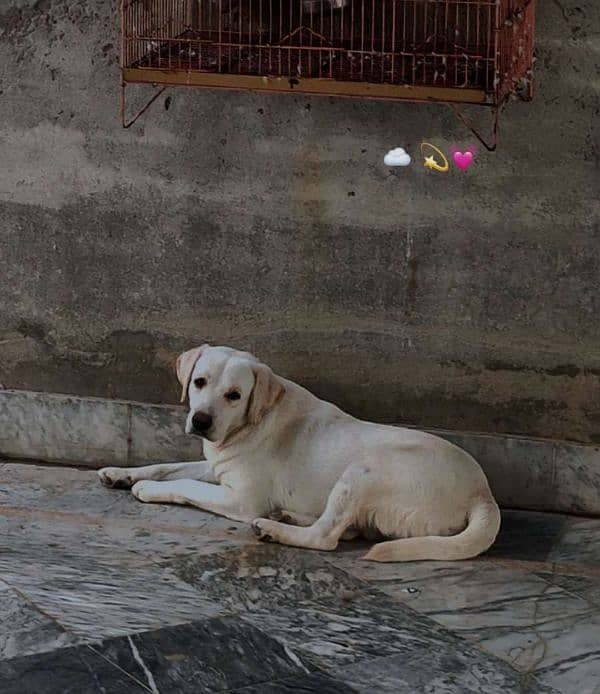 Labrador White Male Available For Cross 0