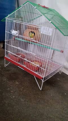 pair of Australian parrot with cage