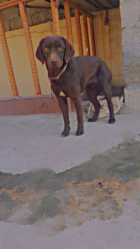 labrador female dog 0