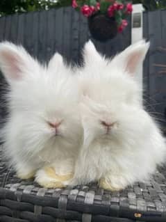 Loinhead Angora Rabbits Pair