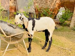 Bakra