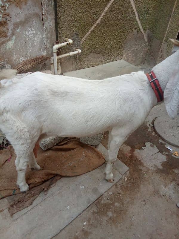 ablak bakri 0