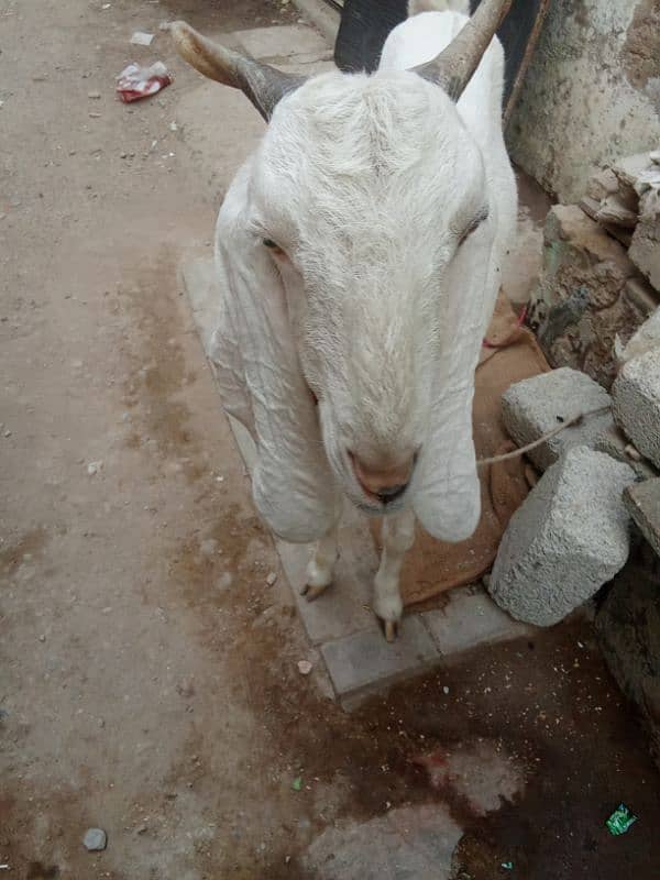 ablak bakri 1