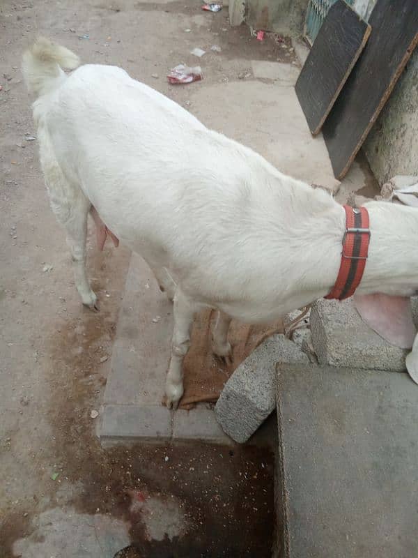 ablak bakri 2