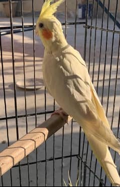 3 lutino Cockatiel 1 male 2 females