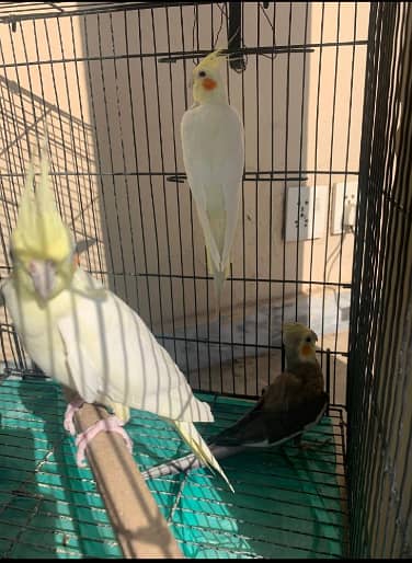 3 lutino Cockatiel 1 male 2 females 2