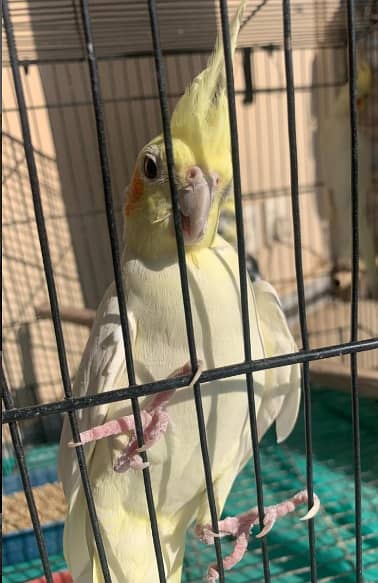 3 lutino Cockatiel 1 male 2 females 3