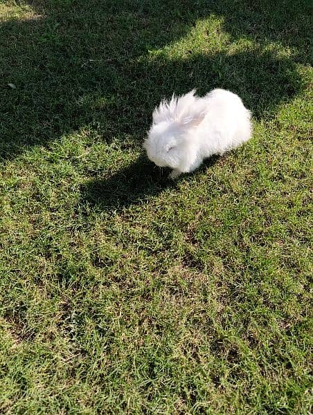 Lionhead male bunny 0