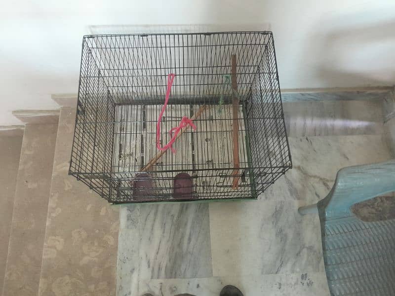 Cage for parrot 1