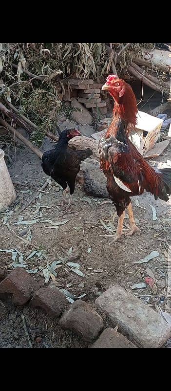 Aseel Pair For Sale 4