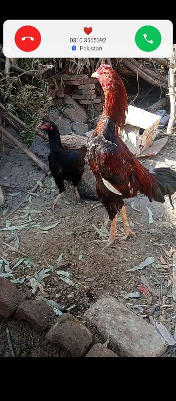 Aseel Pair For Sale 5