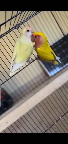 love Bird Breedar pair