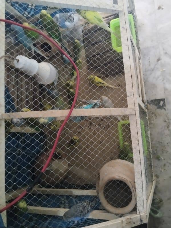 36 parrots Sath cage be 0