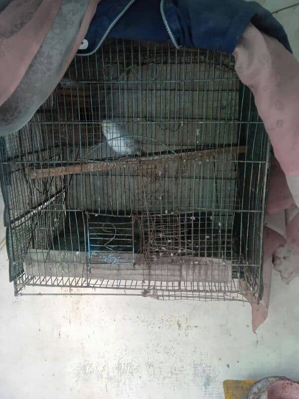 Australia parrots pair for sale and used iron or wood cage sales 0