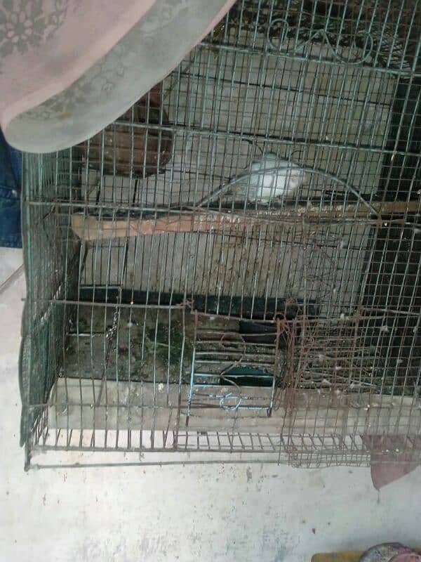 Australia parrots pair for sale and used iron or wood cage sales 1