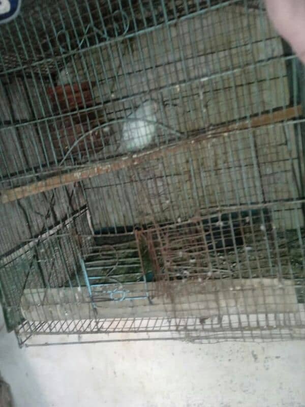 Australia parrots pair for sale and used iron or wood cage sales 2