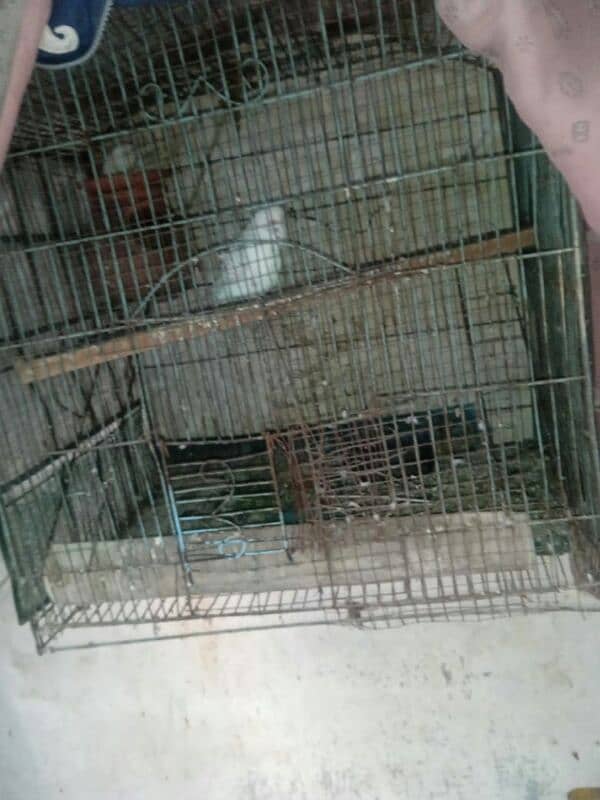 Australia parrots pair for sale and used iron or wood cage sales 3