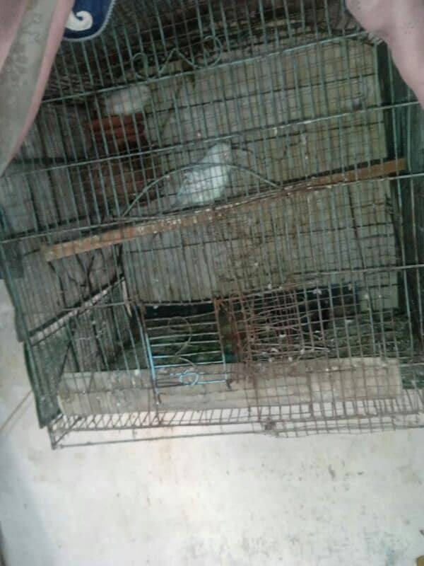 Australia parrots pair for sale and used iron or wood cage sales 4