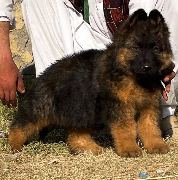 German shepherd long coat male havey bone stature for sale 0