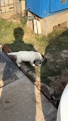 Male Labra puppy in Lahore