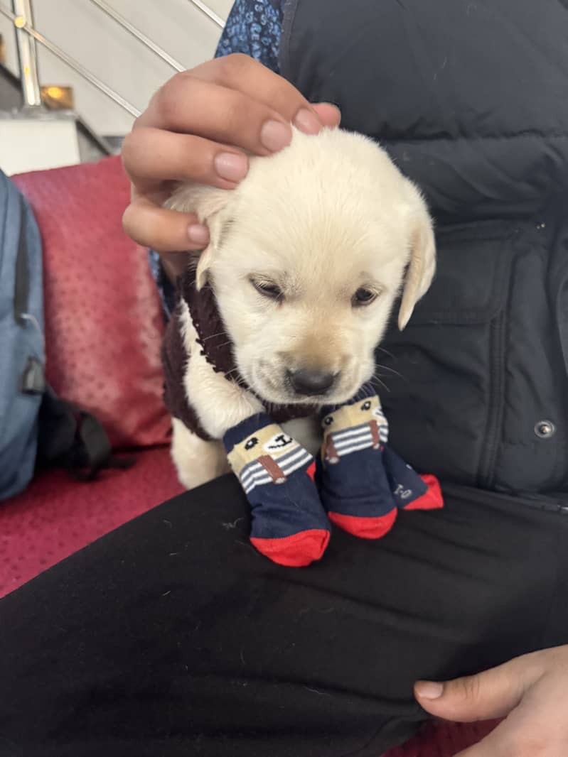 Male Labra puppy in Lahore 1