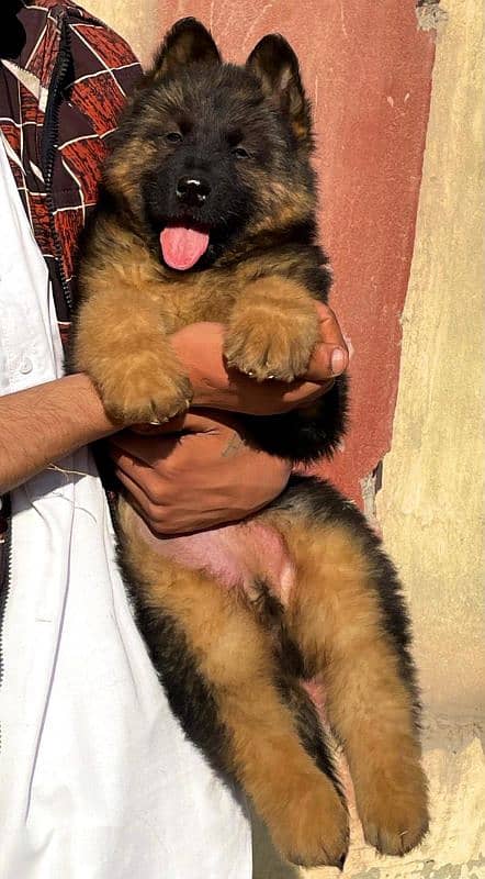 German shepherd long coat male havey bone stature for sale 0