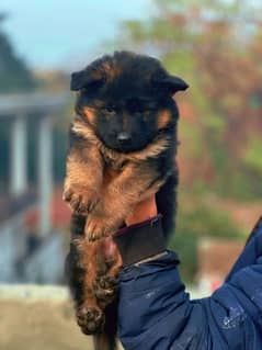 Top quality Pedigree German Shepherd puppy available for sale