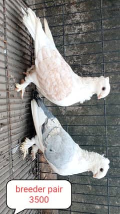 fancy pigeon | kabutar| Jacobin|  frillback saddle | amarican fantail|