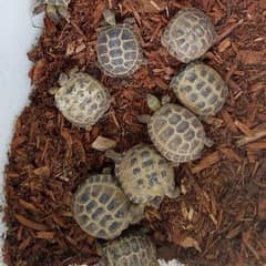 turtles and tortoise available