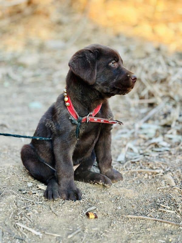 british chocolate labra puppy 0