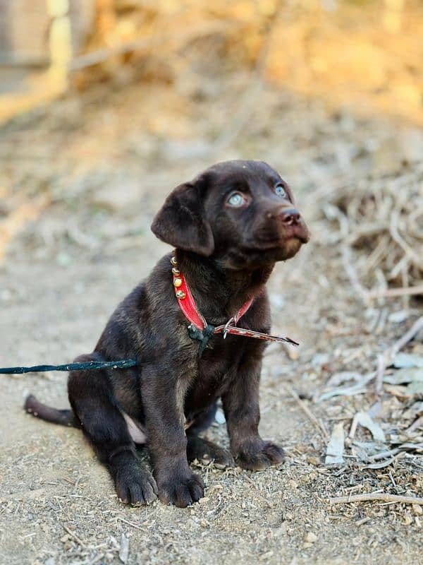 british chocolate labra puppy 1