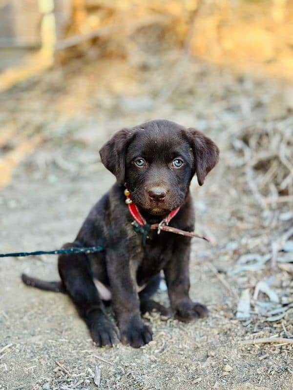 british chocolate labra puppy 2