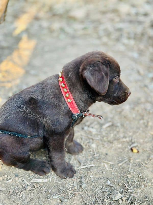 british chocolate labra puppy 3