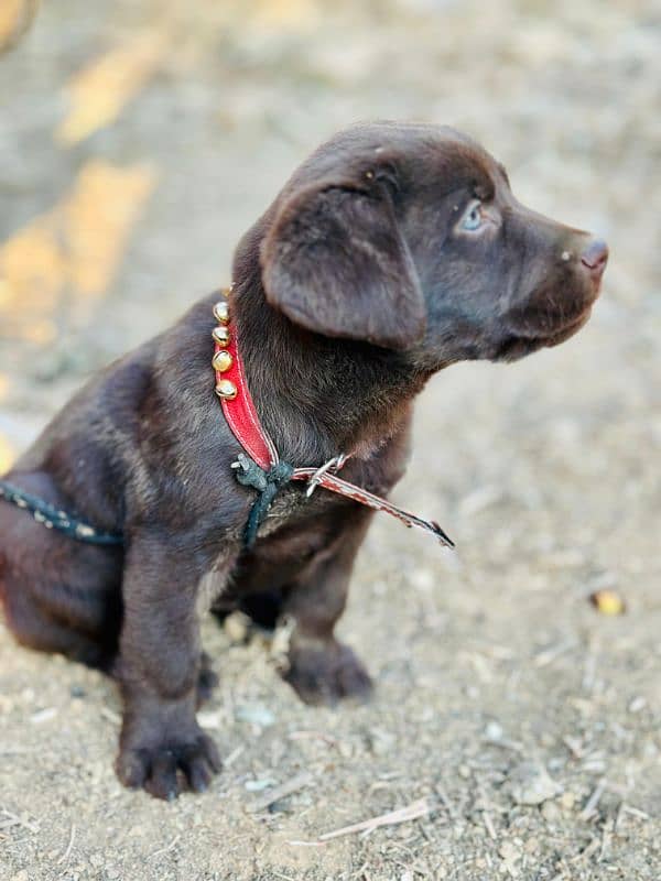 british chocolate labra puppy 4