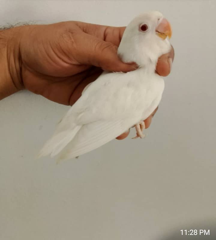 ALBINO RED EYE PATHAY 2