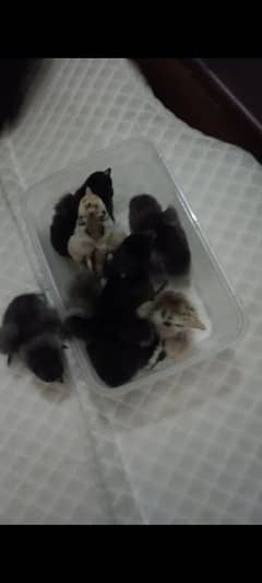 1 week buff Cochin chicks