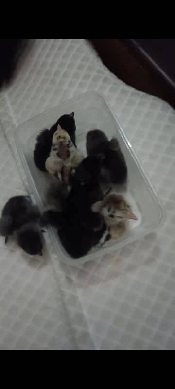 1 week buff Cochin chicks 0