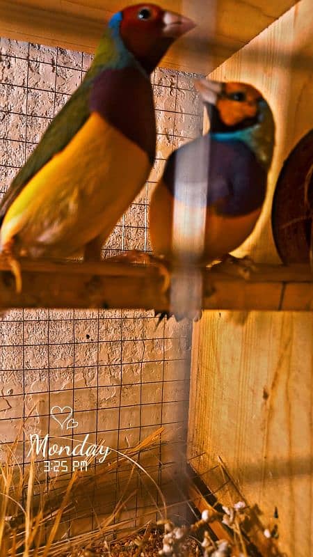 Gouldian Finches 2 Adult Male 1