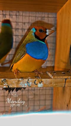 Gouldian Finches 2 Adult Male