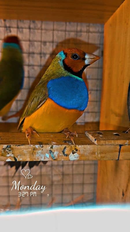 Gouldian Finches 2 Adult Male 0