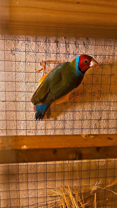 Gouldian Finches 2 Adult Male 2