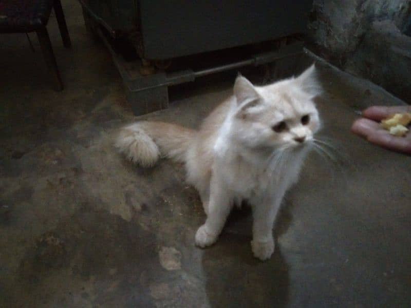 Persian cat for sale 1