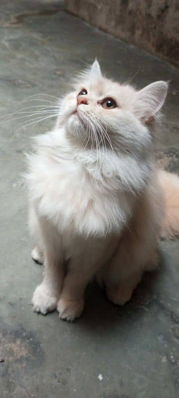 Persian cat for sale 2