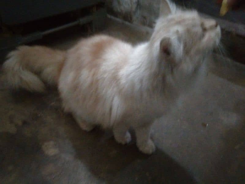 Persian cat for sale 4