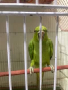 ringneck parrot with aa goid sell