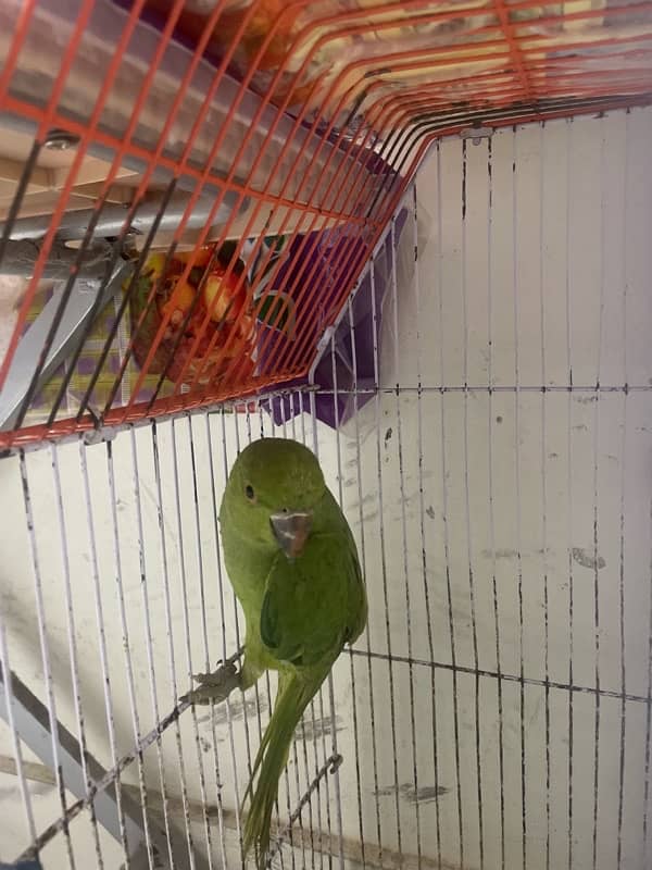 ringneck parrot with aa goid sell 1